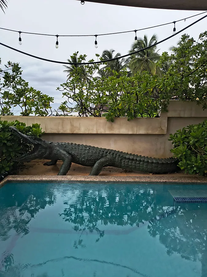 The pool, the crocodile sculpture, and the string lights